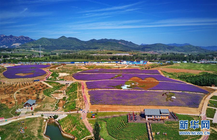 河北秦皇岛：花海绘就艺术景观