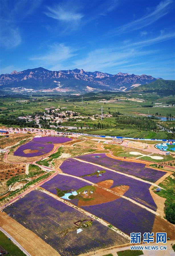 河北秦皇岛：花海绘就艺术景观