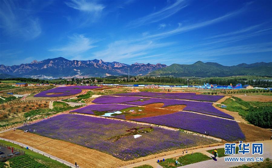 河北秦皇岛：花海绘就艺术景观