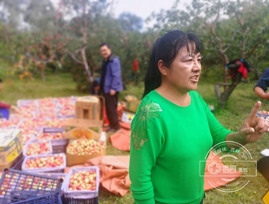 吉林·九台第五届金红苹果采摘节启幕