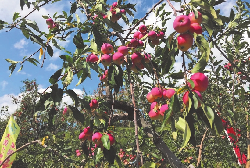 长春：金秋时节赏花采摘正当时