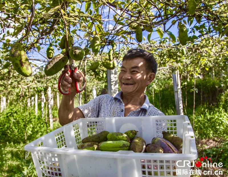 贵州黔西“八月瓜”丰收瓜农采摘忙（组图）