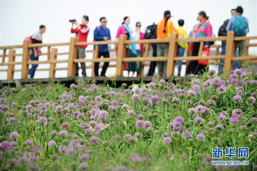 贵州赫章县：韭菜花开引客来