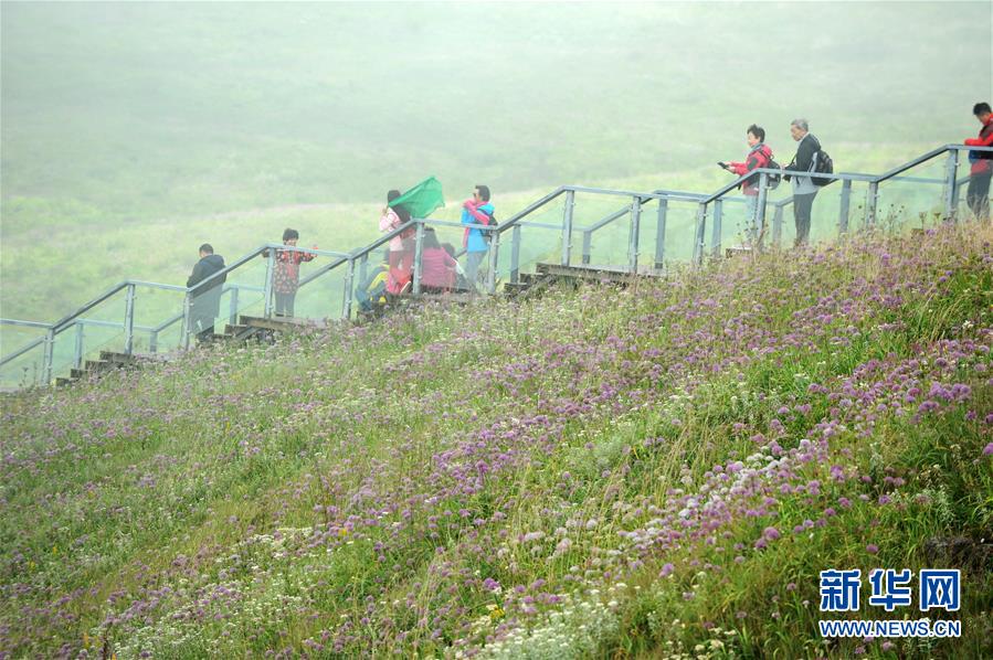 贵州赫章县：韭菜花开引客来