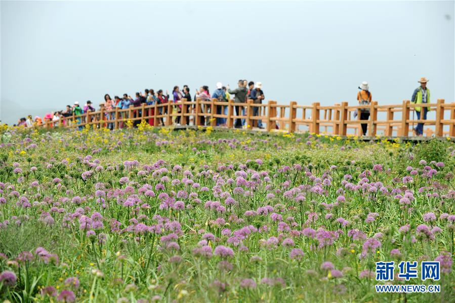 贵州赫章县：韭菜花开引客来