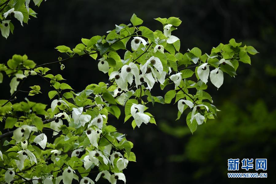 湖北宣恩：“鸽子花”悄然开放