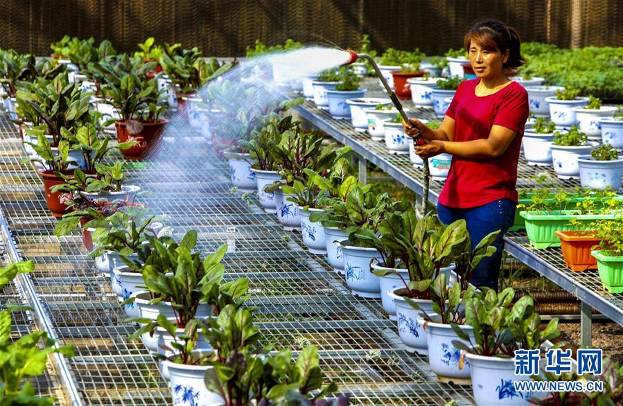 河北饶阳：盆栽植物俏京津