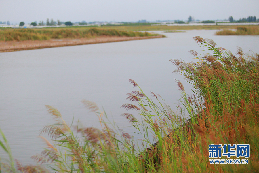 陕西大荔朝邑国际湿地公园“蝶变”：从滩涂一片到芦苇涤荡