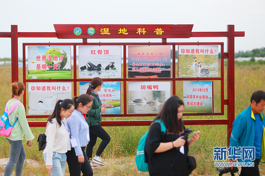 陕西大荔朝邑国际湿地公园“蝶变”：从滩涂一片到芦苇涤荡