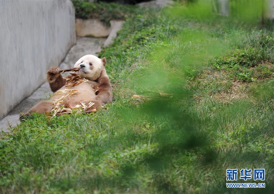 秦岭棕色大熊猫：“弃仔”到“七仔” 命运大不同