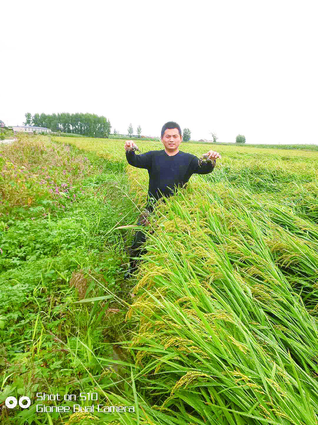 稻蟹共生种养模式 水稻田里蟹丰收 带动种植户致富