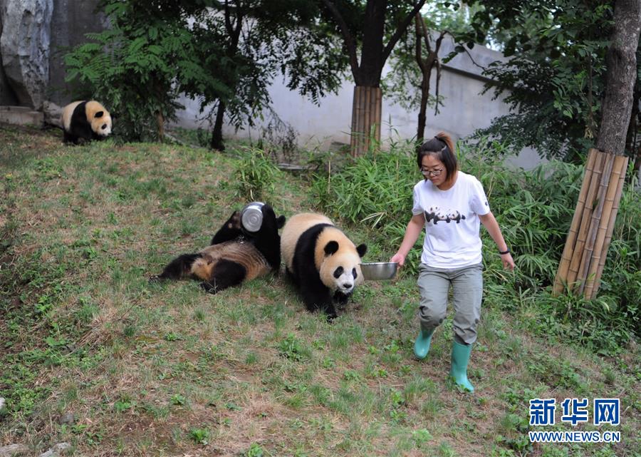 陕西：熊猫初长成