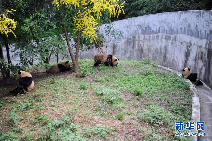 陕西：熊猫初长成