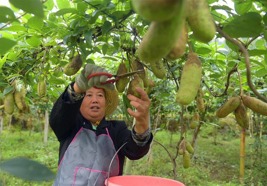 鄂西山区八月瓜 网络科技助推野果富农