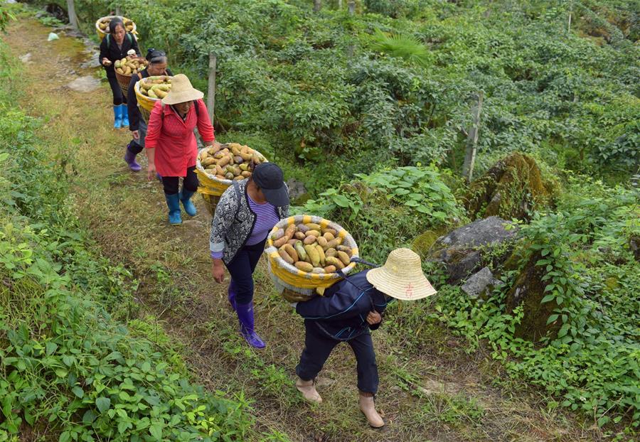 鄂西山区八月瓜 网络科技助推野果富农