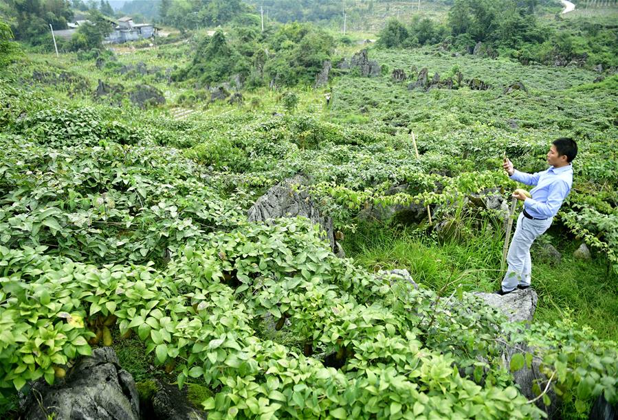 鄂西山区八月瓜 网络科技助推野果富农