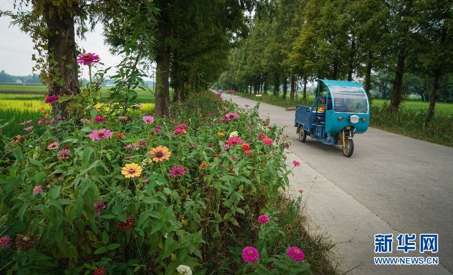 航拍安徽：花团锦簇秋多彩 田园风光景如画