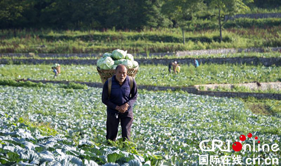 贵州遵义务川栗园：高山冷凉蔬菜助脱贫