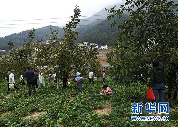 【区县联动】【城口】城口县第二届核桃文化旅游节15日在高观镇开幕【区县联动列表】城口县第二届核桃文化旅游节15日开幕