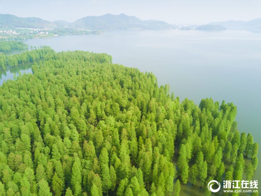 余姚：四明湖畔白鹭栖息 保护生态湿地显成效