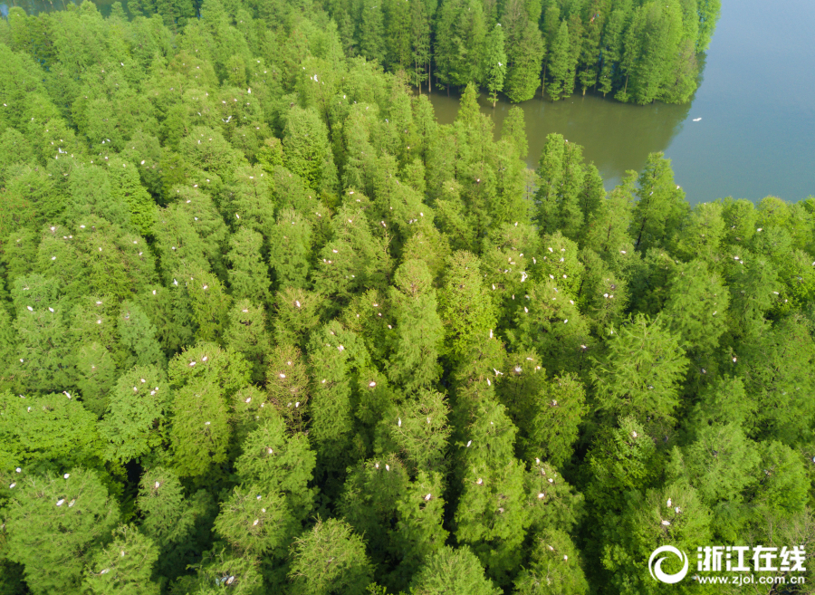 余姚：四明湖畔白鹭栖息 保护生态湿地显成效