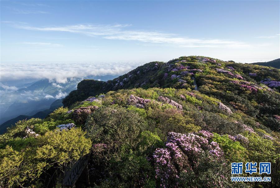 重庆金佛山杜鹃花开醉游人