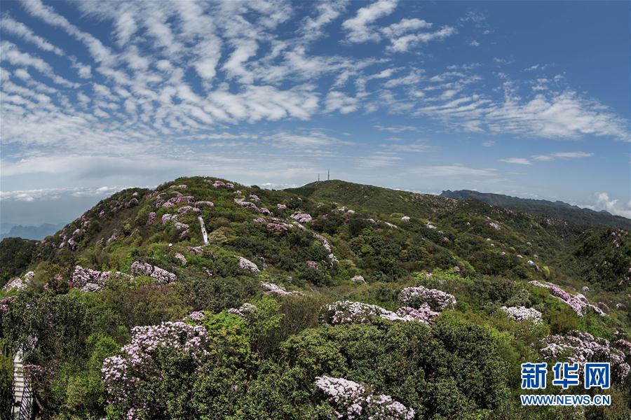 重庆金佛山杜鹃花开醉游人