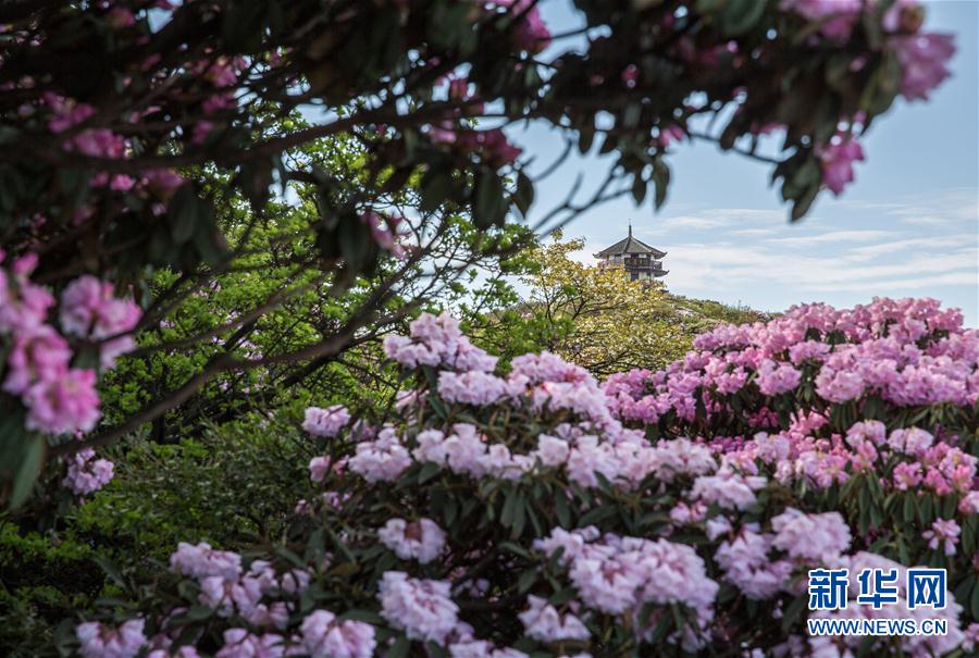 重庆金佛山杜鹃花开醉游人