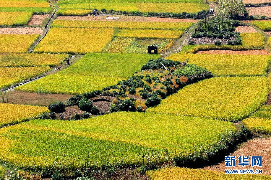 安徽呈村：秋日流金丰收图 稻花飘香伴青山