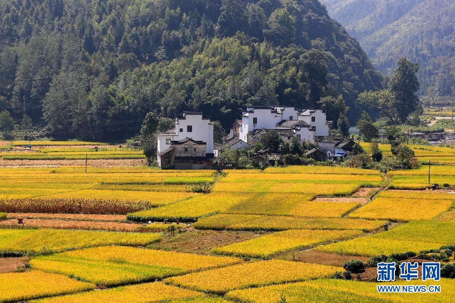 安徽呈村：秋日流金丰收图 稻花飘香伴青山