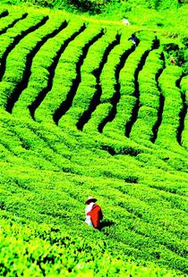 振兴“万里茶道”重要节点 襄阳力捧“高香茶”