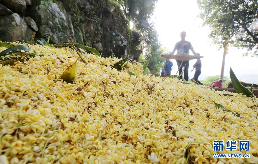 福建：打桂花 庆丰年