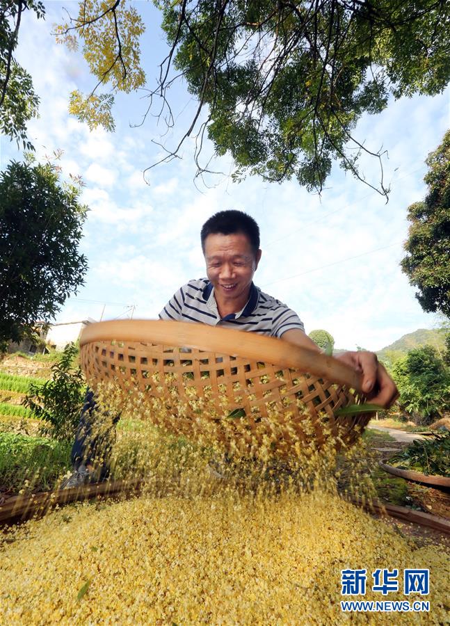 福建：打桂花 庆丰年