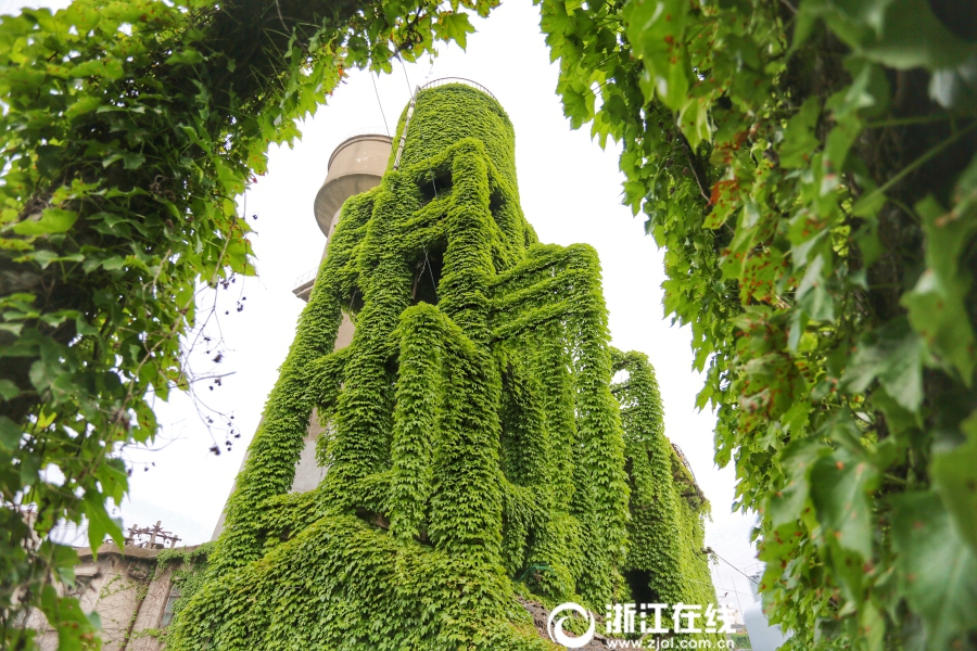 绿野仙踪！湖州一厂区被爬山虎包围