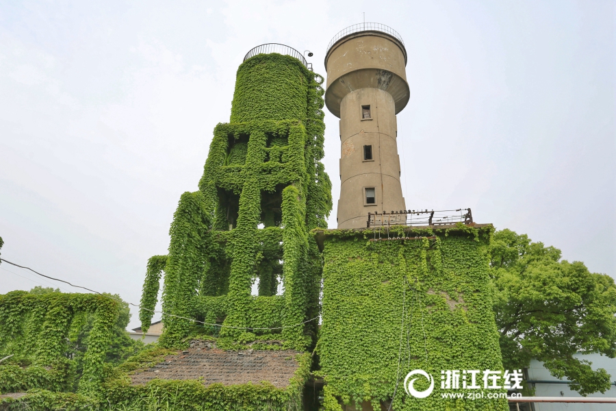 绿野仙踪！湖州一厂区被爬山虎包围