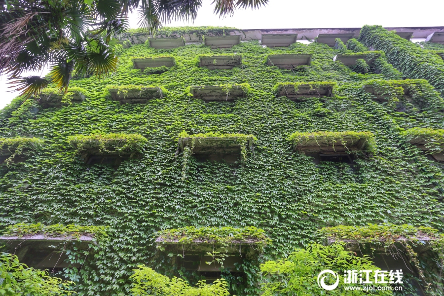 绿野仙踪！湖州一厂区被爬山虎包围