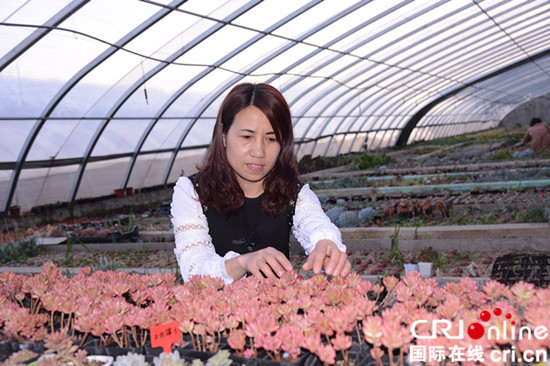 临沂市平邑县“微景观”小多肉成消费者新宠