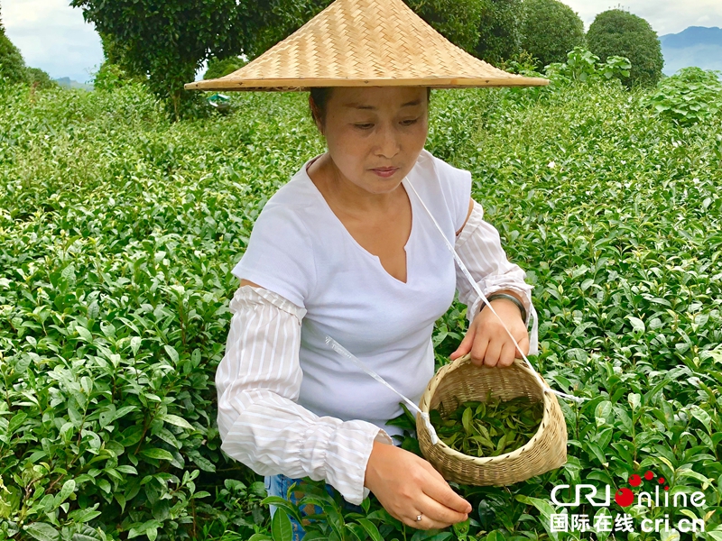 贵州铜仁思南夏秋茶采摘忙（组图）