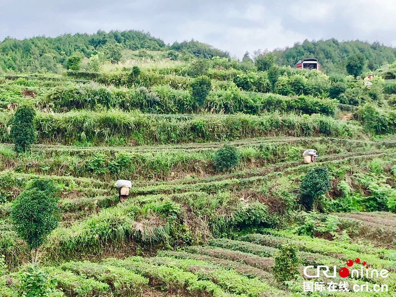 贵州铜仁思南夏秋茶采摘忙（组图）