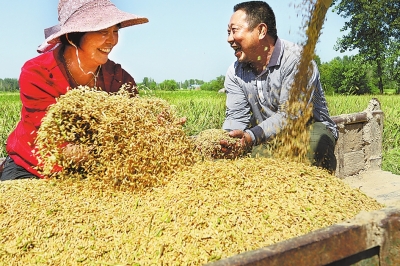 【河南好项目-图片】【 移动端-焦点图】金秋时节稻谷飘香