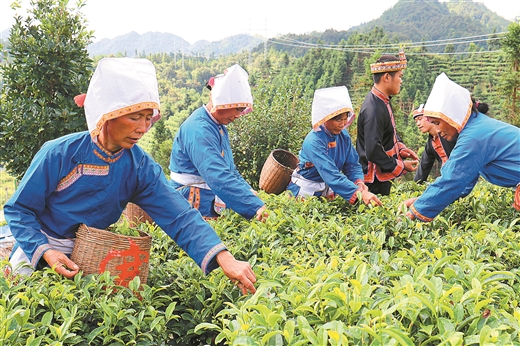 写好“茶”文章 喜迎丰收节