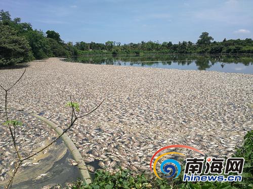 【食品农业】【即时快讯】鱼塘疑遭“暗算” 6万多斤罗非鱼一夜暴毙