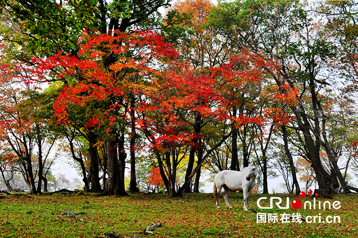 10【吉林】【供稿】【图说吉林】【CRI看吉林（标题）】【白山松水（大图）】【关东黑土（通化）】【移动版（图）】红叶迎宾 吉林辉南龙湾金秋旅游节启幕