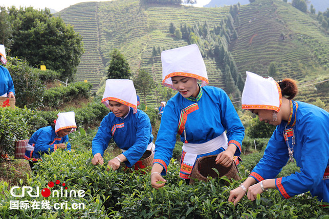 来宾金秀：写好“茶”文章  喜迎丰收节