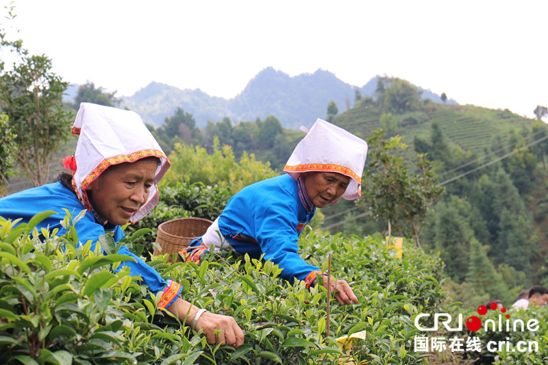 来宾金秀：写好“茶”文章  喜迎丰收节