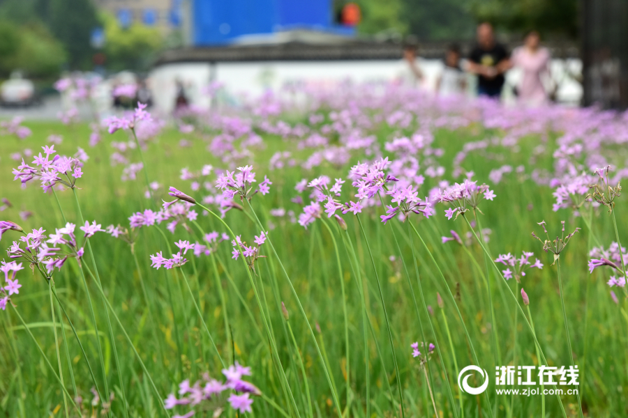 杭州：城站开满紫娇花