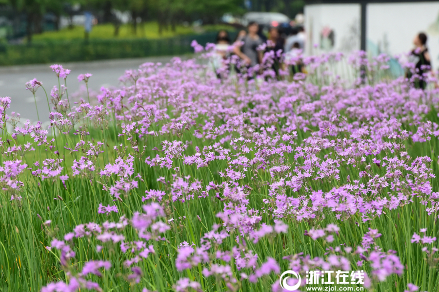 杭州：城站开满紫娇花