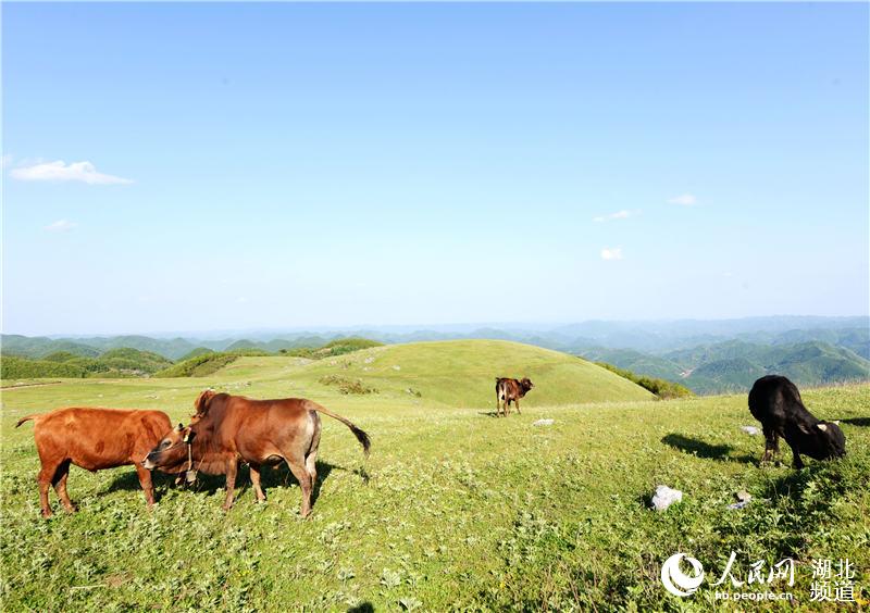 湖北:高山草原现美景