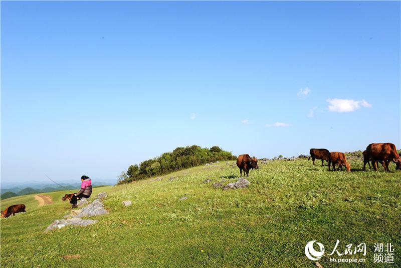 湖北:高山草原现美景