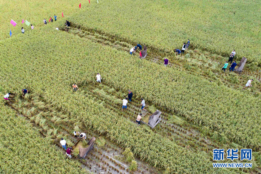 湖北恩施：丰收节里庆丰收